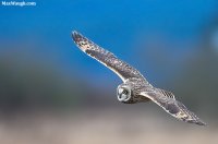 owl101.jpg