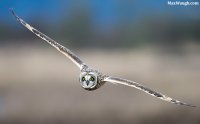 owl103.jpg