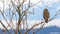 owl112.jpg