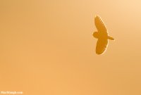 owl9.jpg