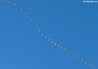 goose37.jpg