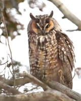 1-8-2015 long-eared owl eide rd_0570.JPG