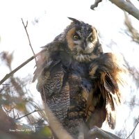1-8-2015 long-eared owl eide rd_0463.JPG