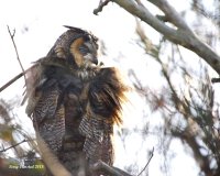 1-8-2015 long-eared owl eide rd_0465.JPG