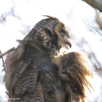 1-8-2015 long-eared owl eide rd_0471.JPG