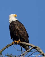 1-14-2015 bald eagle pine st_0982.JPG
