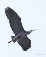1-16-2015 heron flyover_1086.JPG