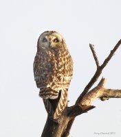 1-21-2015 se owl eide rd_1454.JPG