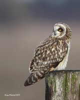 1-21-2015 se owl eide rd_1500.JPG