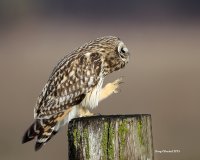 1-21-2015 se owl eide rd_1486.JPG