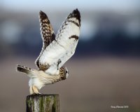 1-21-2015 se owl eide rd_1506.JPG