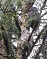 Barred owls.jpg