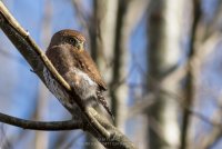 20150125-2R6A1476_edit.jpg 20150125-2R6A1476_edit.jpg