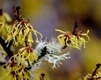 2-4-2015 witch hazel and lichen_1795.JPG