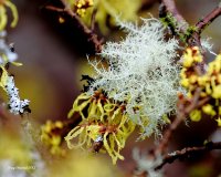 2-4-2015 witch hazel and lichen_1796.JPG 2-4-2015 witch hazel and lichen_1796.JPG