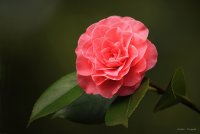 Camellia.jpg