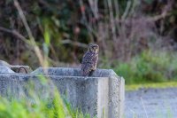 No-Crop-BD-20141111-17500403-NIKON D810.jpg