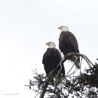 2-11-2015 eagle pair_2041.JPG
