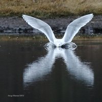 2-11-2015 gull landing_1971.JPG