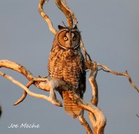 LEOW0218Three.jpg