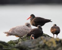 12-20-2015 oyster catchers and gull_1244.JPG