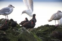 12-20-2015 oyster catchers and gulls_2348.JPG