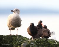 2-20-2015 3 Oyster Catchers one gull_1249.JPG