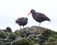 2-19-2015 oyster catchers deception_2179.JPG