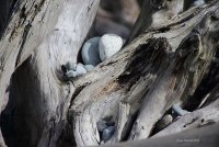12-20-2015 ancient roots_2221.JPG
