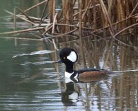2-27-2015 hooded merganser_2578.JPG
