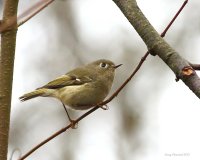 2-27-2015 ruby-crowned kinglet_2607.JPG