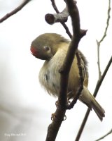 2-27-2015 ruby-crowned kinglet_2645.JPG
