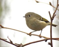 2-27-2015 ruby-crowned kinglet_2659.JPG