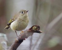 2-27-2015 ruby-crowned kinglet_2664.JPG