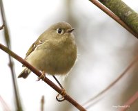 2-27-2015 ruby-crowned kinglet_2619.JPG