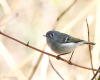3-3-2015 ruby-crowned kinglet_2802.JPG