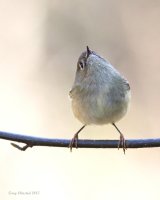 3-3-2015 ruby-crowned kinglet_2797.JPG