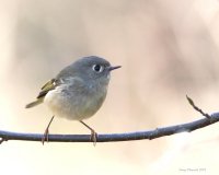 3-3-2015 ruby-crowned kinglet_2798.JPG