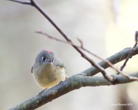 3-3-2015 ruby-crowned kinglet_2806.JPG