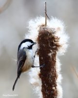 3-2-2015 black capped chickadee_2748_filtered.jpg