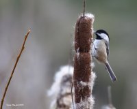3-2-2015 black capped chickadee_2762_filtered.jpg