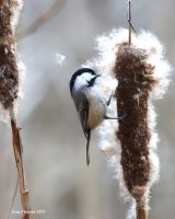 3-2-2015 black capped chickadee_2749_filtered.jpg