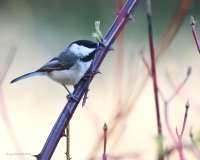 3-2-2015 black capped chickadee_2767.jpg