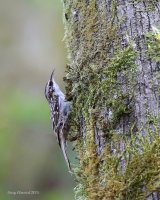 3-6-2015 brown creeper yost_2889_filtered.jpg