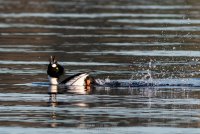 20150307-2R6A2501_export-2.jpg
