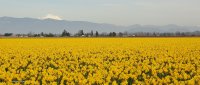 3-10-2015 daffodils skagit valley comp_3012.JPG