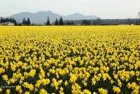 3-10-2015 daffodils skagit valley comp_3003.JPG