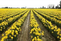 3-10-2015 daffodils skagit valley comp_3005.JPG