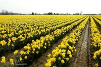3-10-2015 daffodils skagit valley comp_3006.JPG