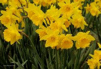 3-10-2015 daffodils skagit valley_3018.JPG